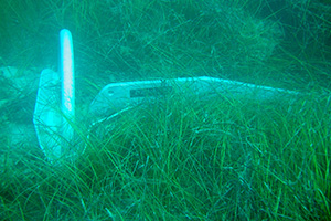 Rocna anchor set in thick grass