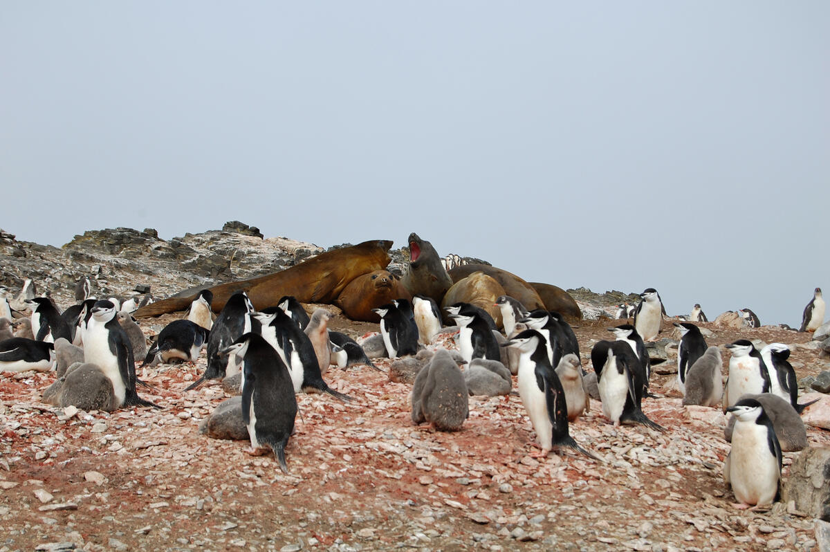 Penguins and seals