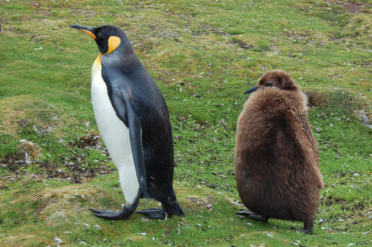 King penguin and chick