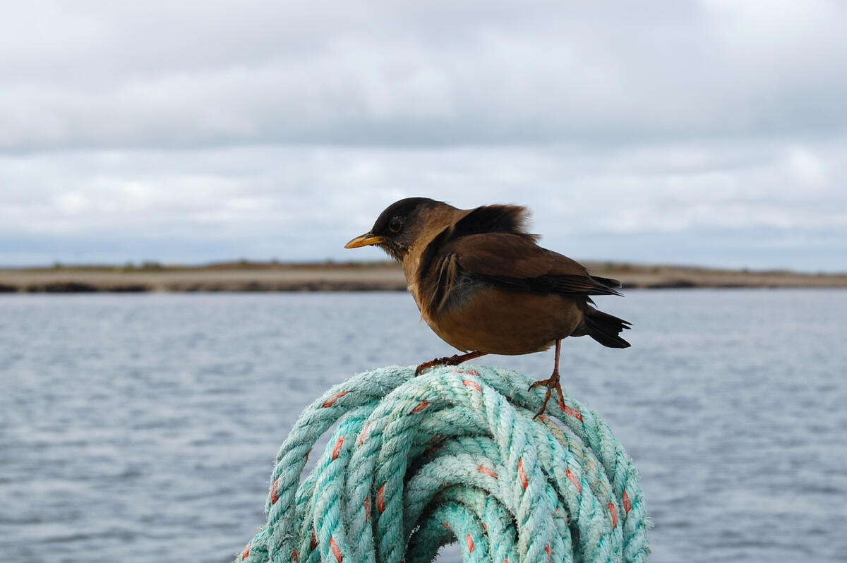 Falkland thrush