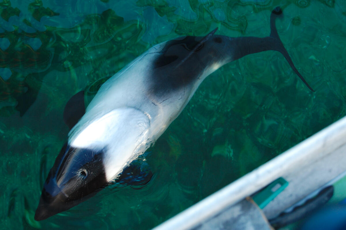 Commerson’s dolphin