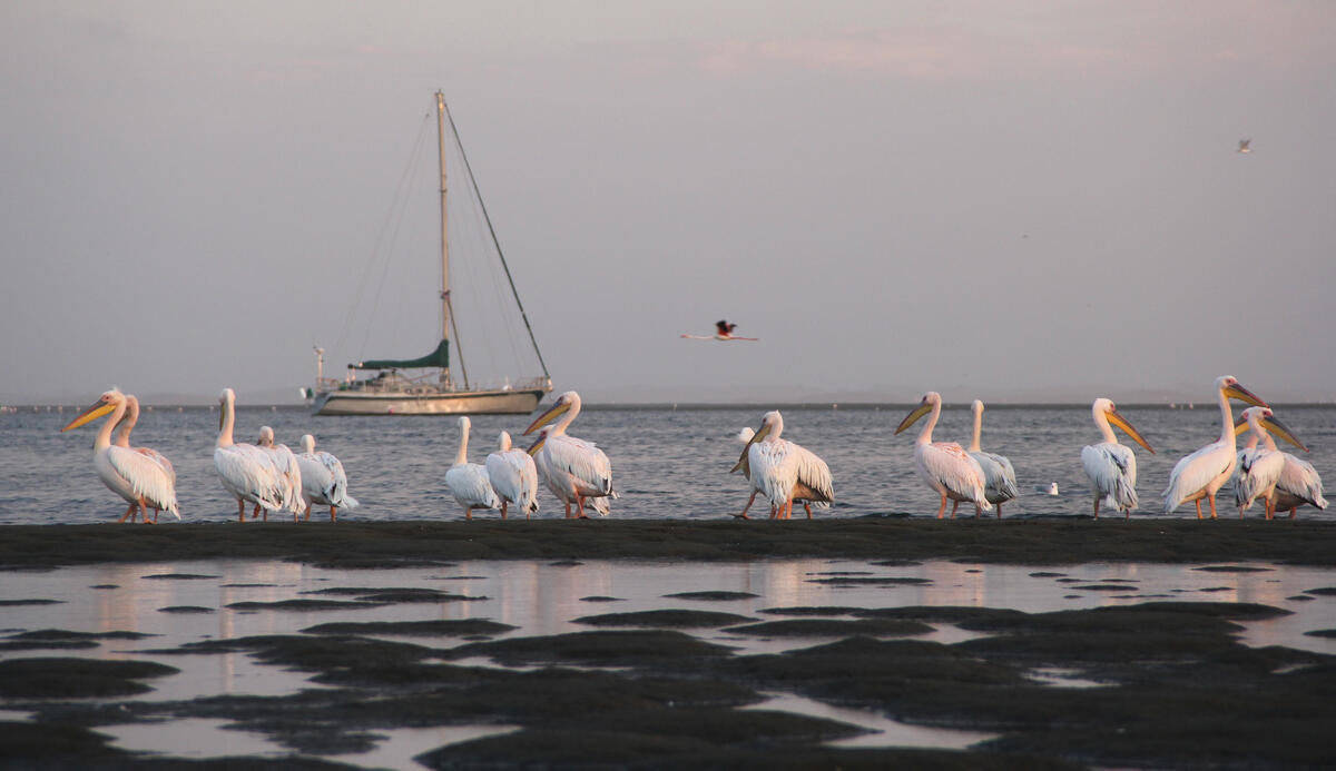 Pelican row