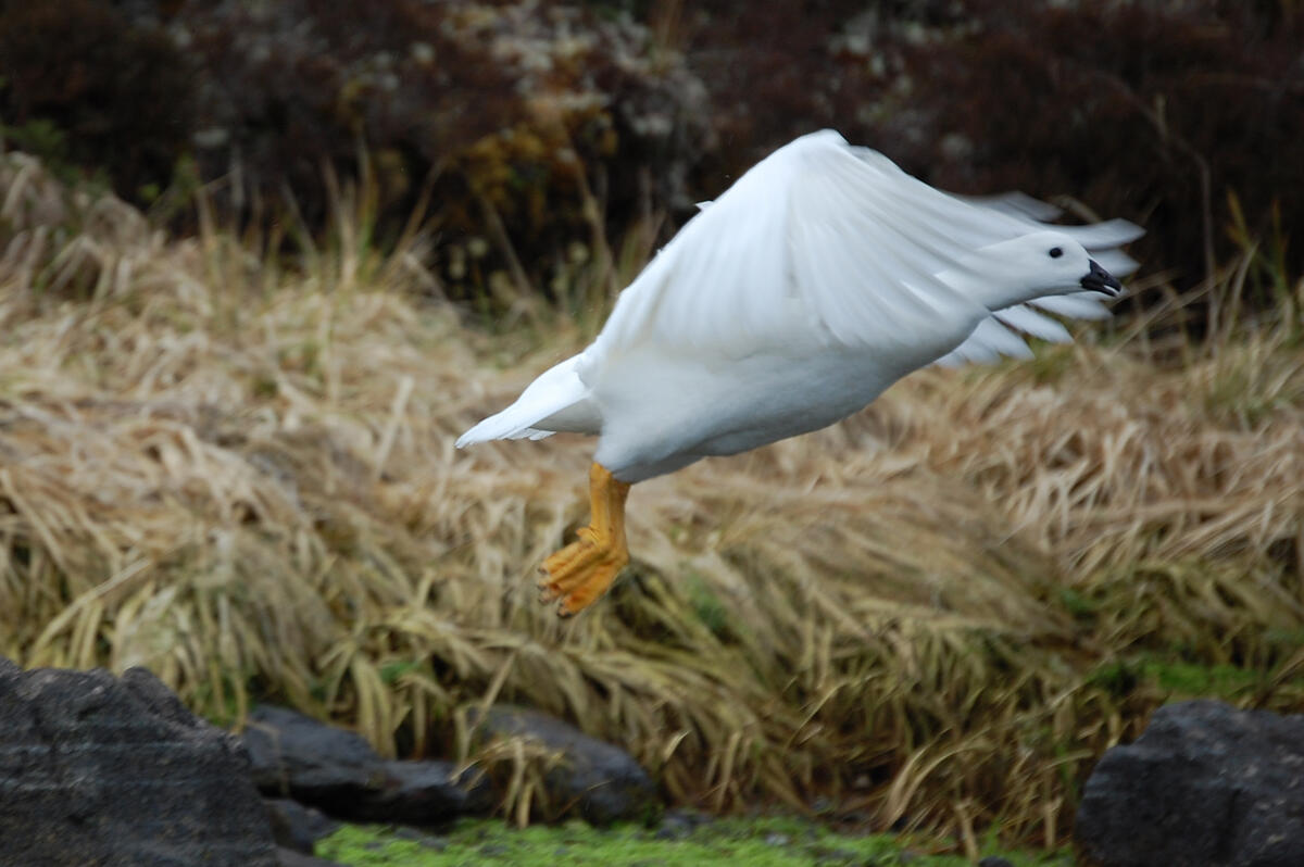 Male kelp goose in flight