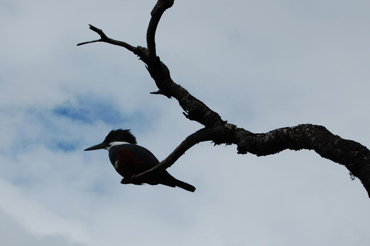 Martin Pescador kingfisher, Caleta Moonlight Shadow
