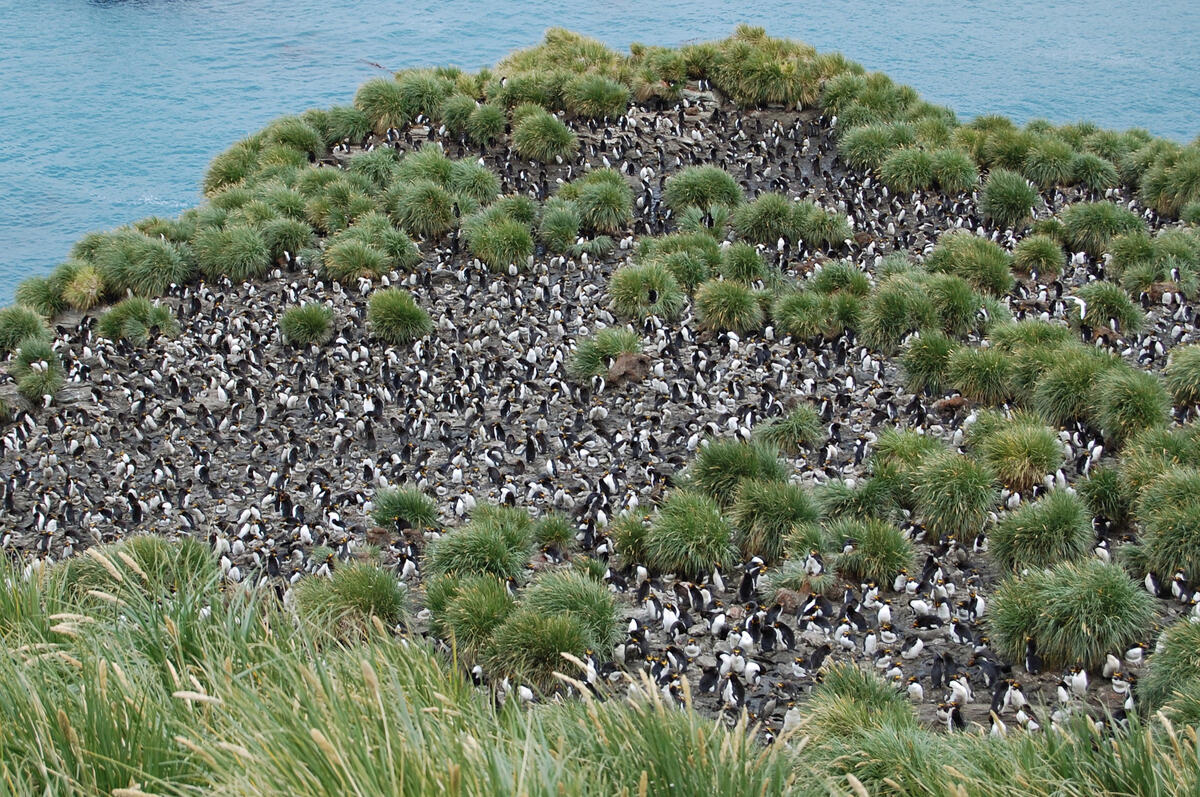 Macaroni penguin colony